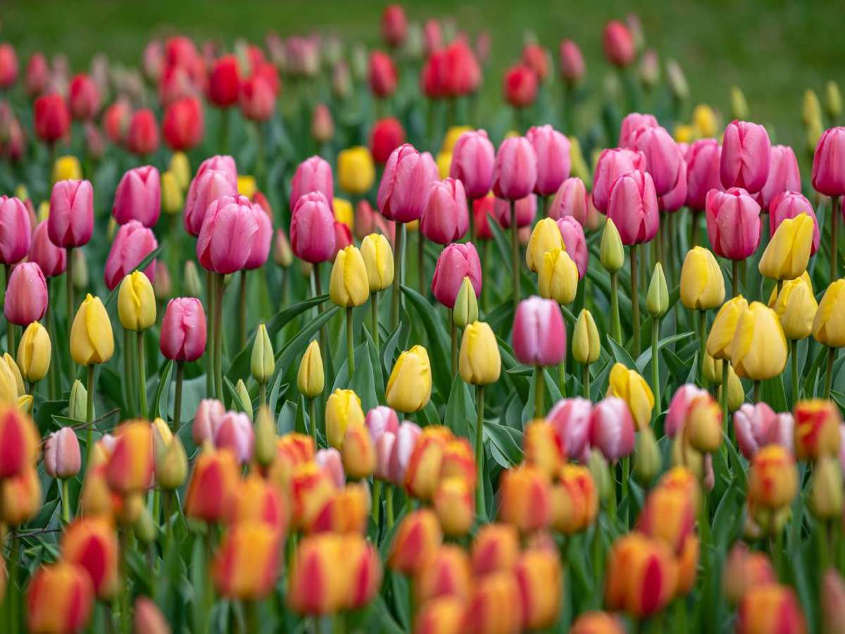 Economic Crash — Tulip&nbsp;Mania
