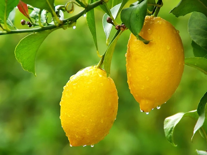 Martha Washington’s Shrub